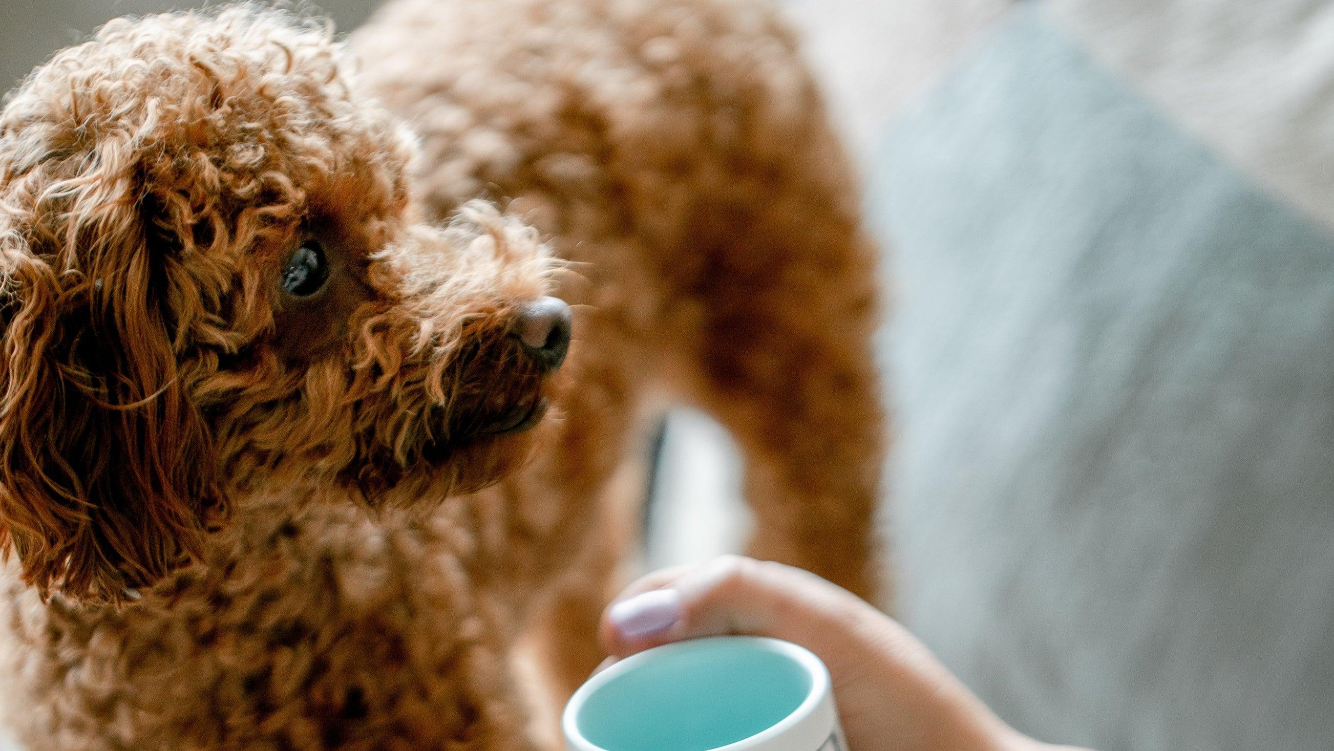 Chien attendant de recevoir son prénom auprès de son propriétaire