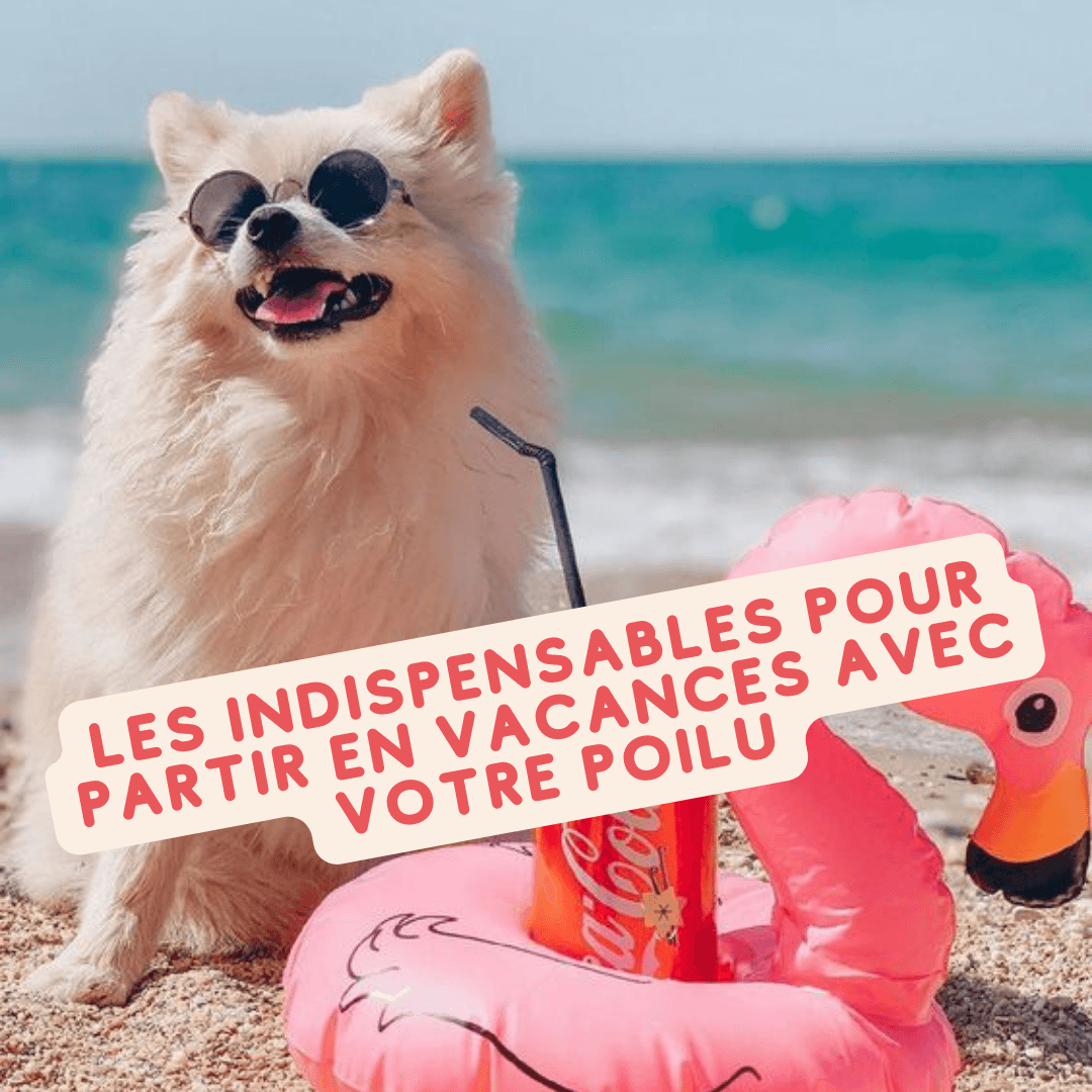 Chien prêt à partir en vacances avec ses accessoires Atelier Poilu