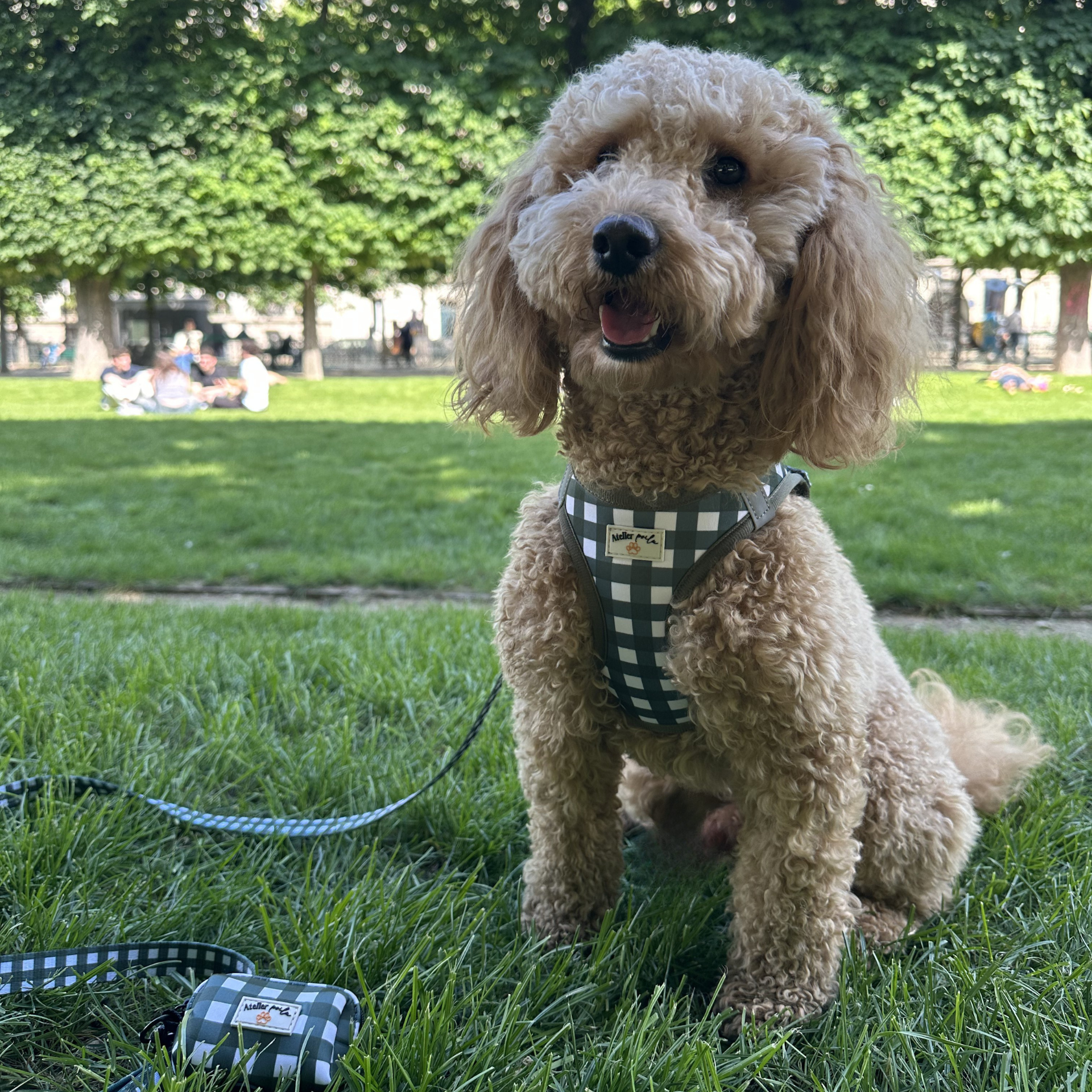 Accessoires pour petit chien : ce qu’il faut privilégier 🐶