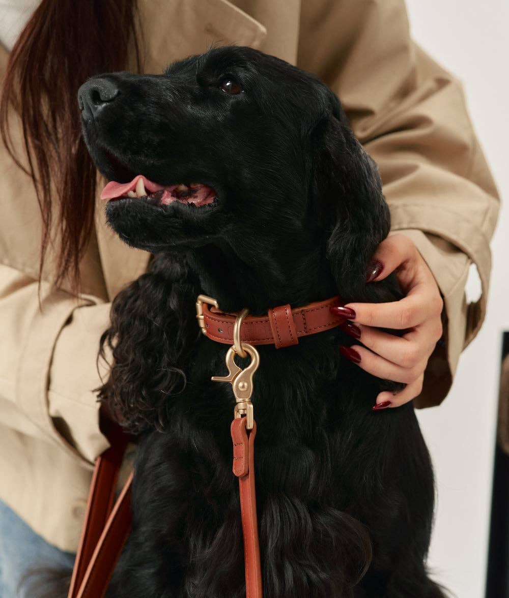 Comparatif entre un harnais et un collier pour chien