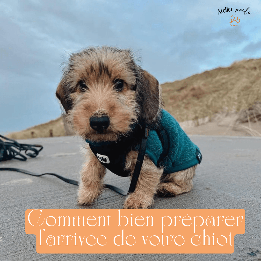 Chiot entouré de ses accessoires essentiels : panier, gamelle et jouets