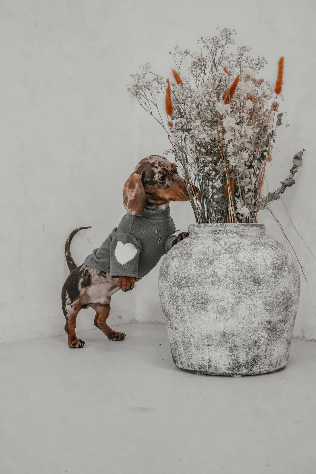 Chien portant un imperméable Atelier Poilu pendant une balade d'automne