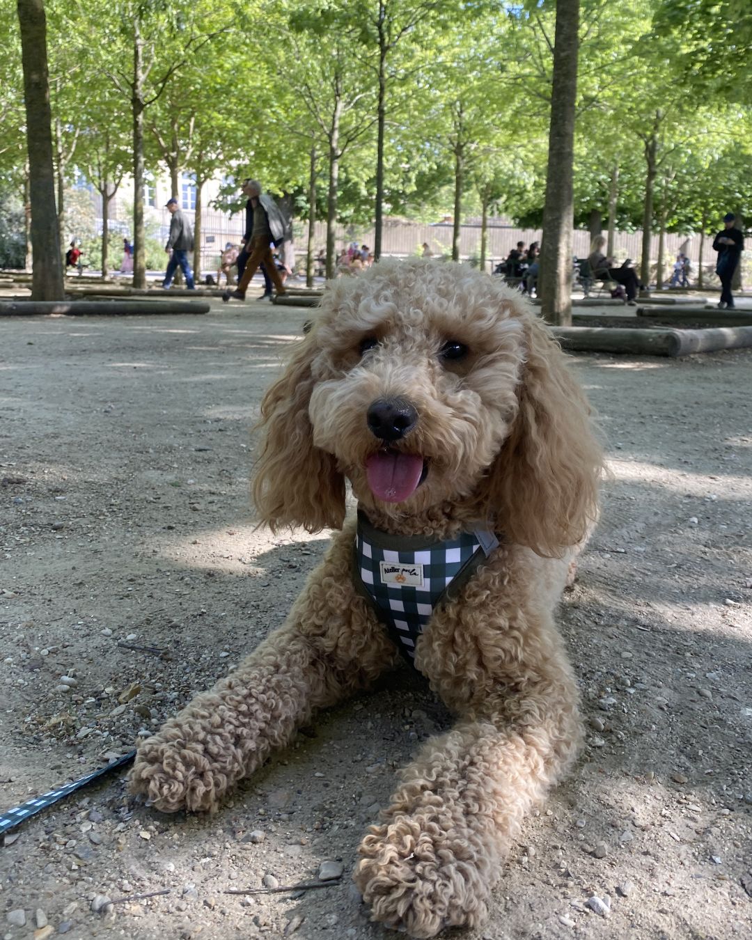 Quels accessoires pour un petit chien ?