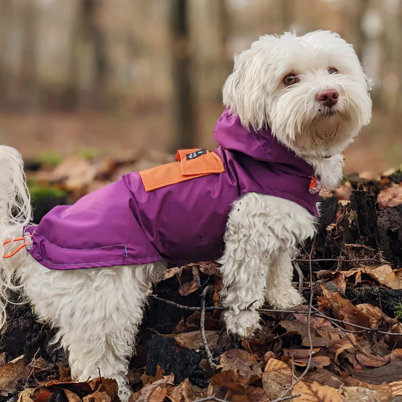 Chien portant un manteau imperméable pour se protéger du froid