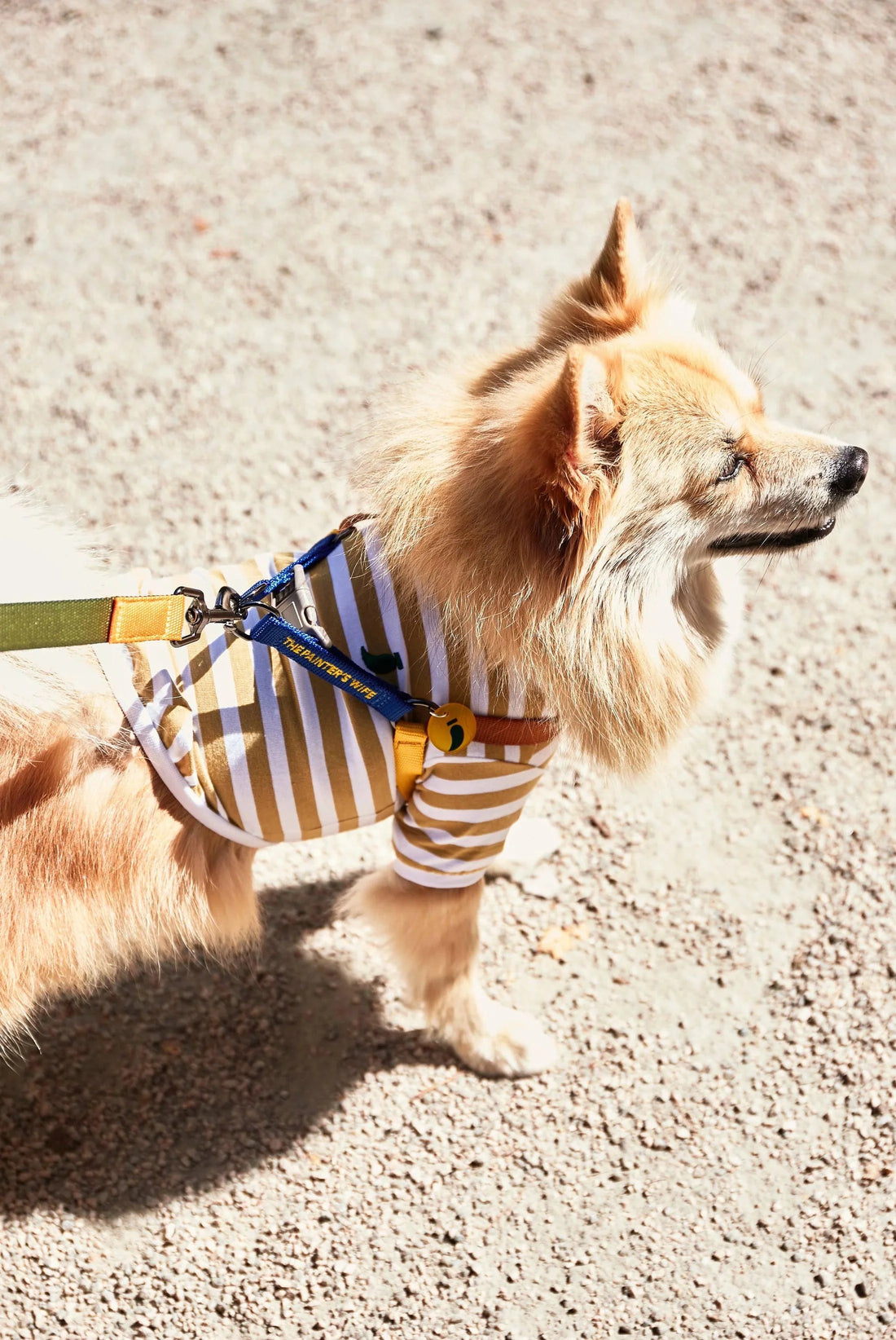 Sélection d'accessoires pour chien dans différents matériaux (laisses et harnais)