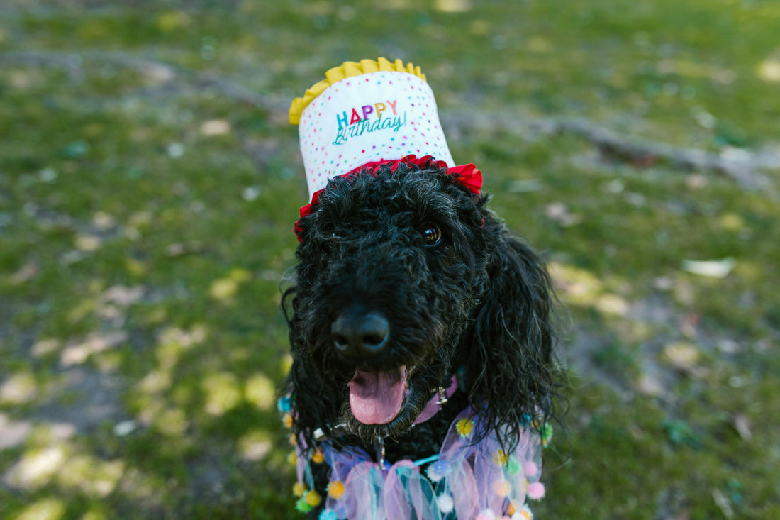Chien fêtant son anniversaire avec un chapeau et des décorations