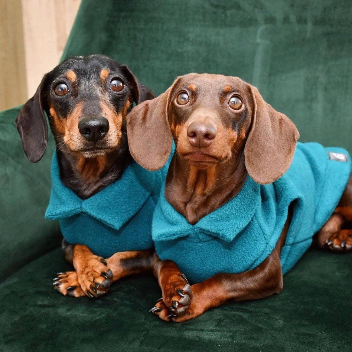 Chiens saucisse