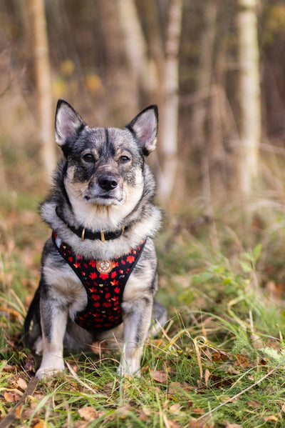 Autumn Leaves Harness