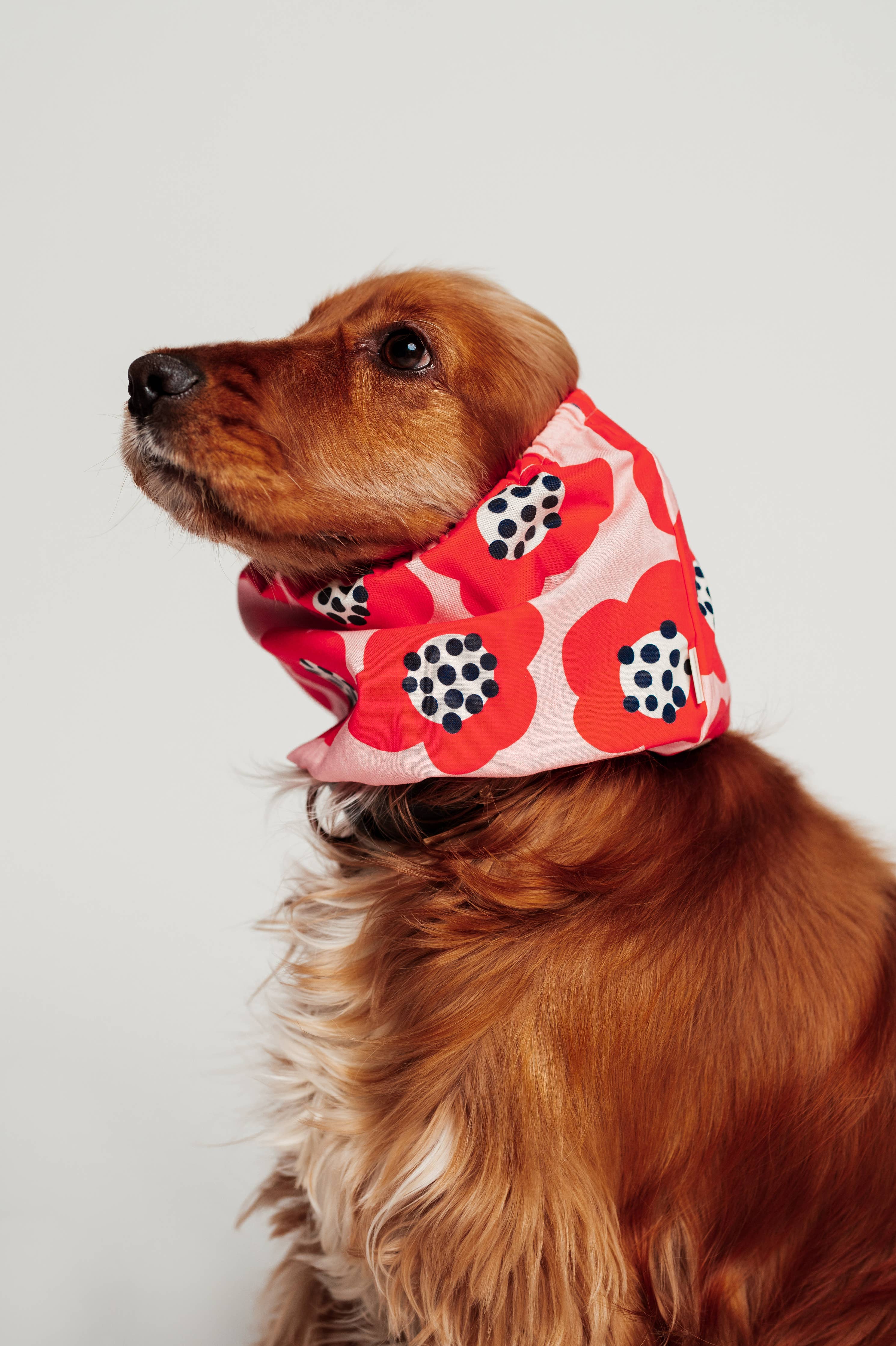 Snood pour cocker Red Flowers