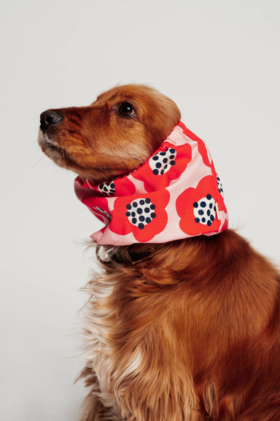 Cocker-Snood Red Flowers