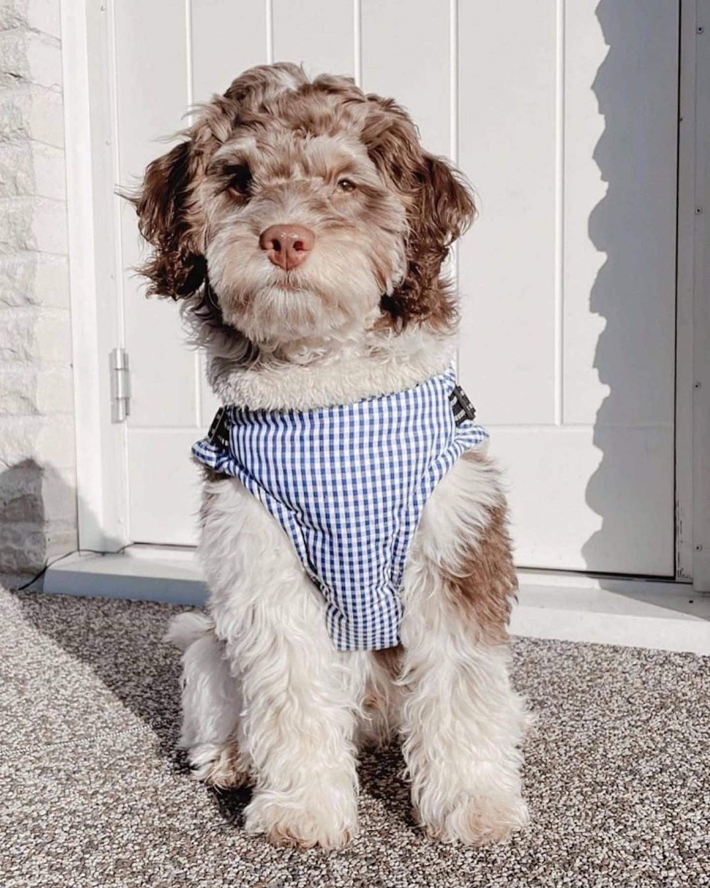 Veste avec harnais intégré Charlie