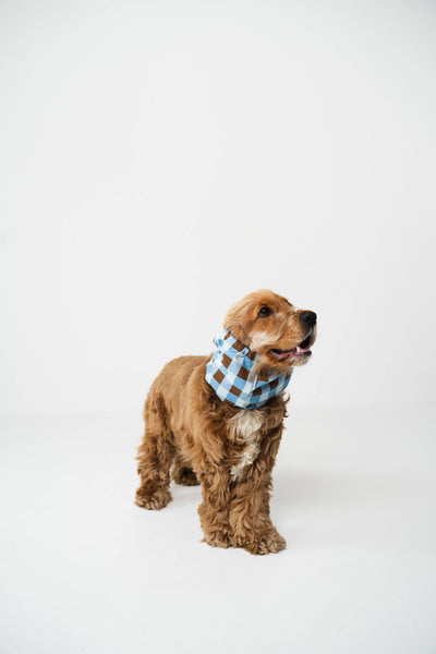 Snood vichy per cani