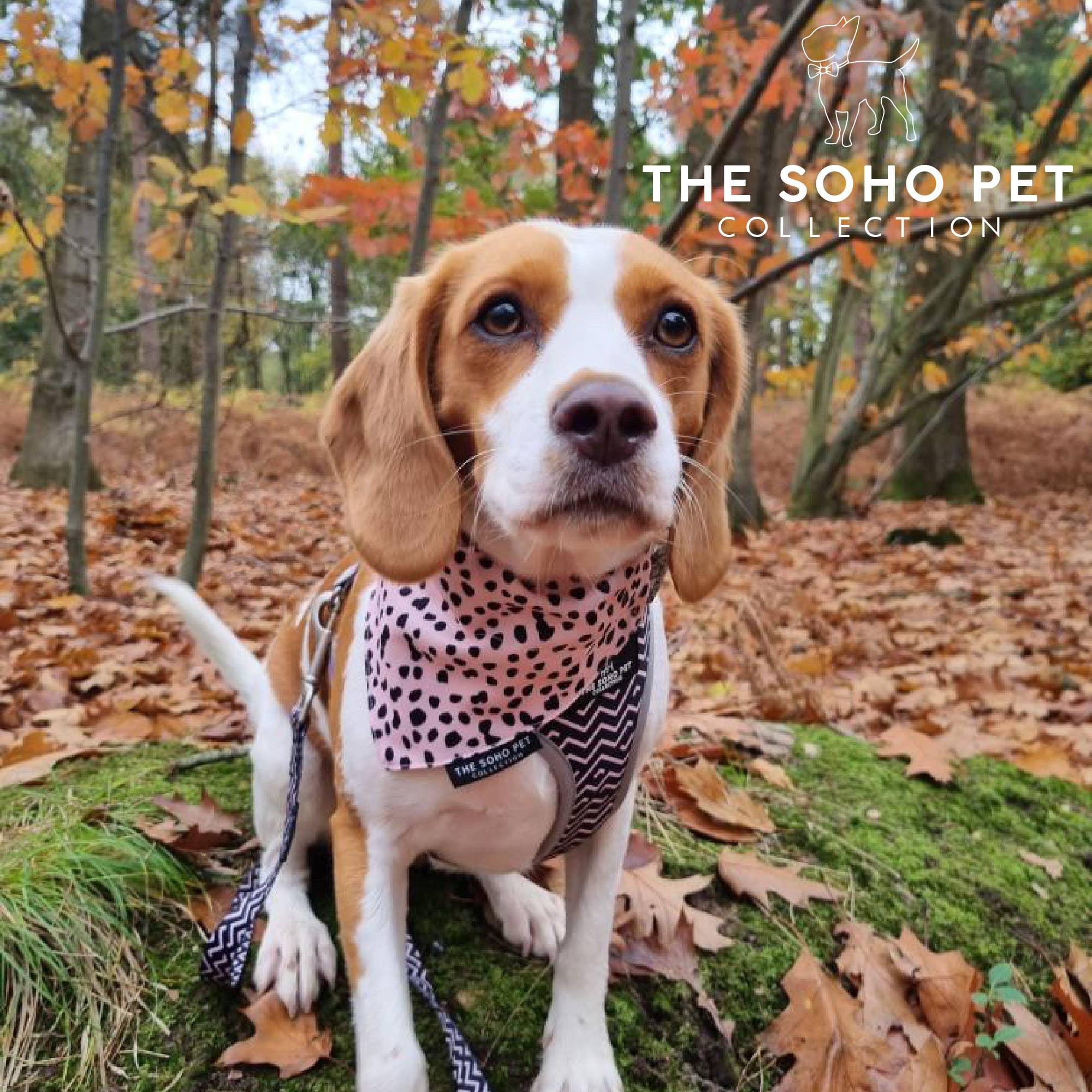 Bandanas Dalmatien/Zig Zag