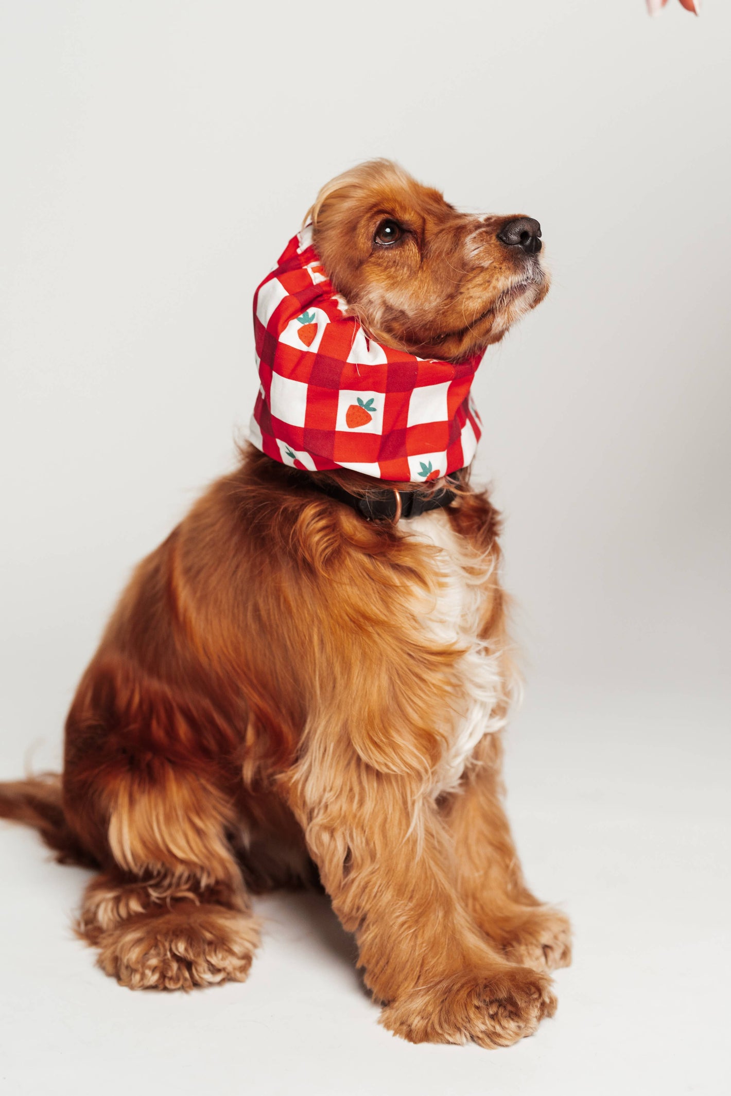Snood pour cocker La Fraise