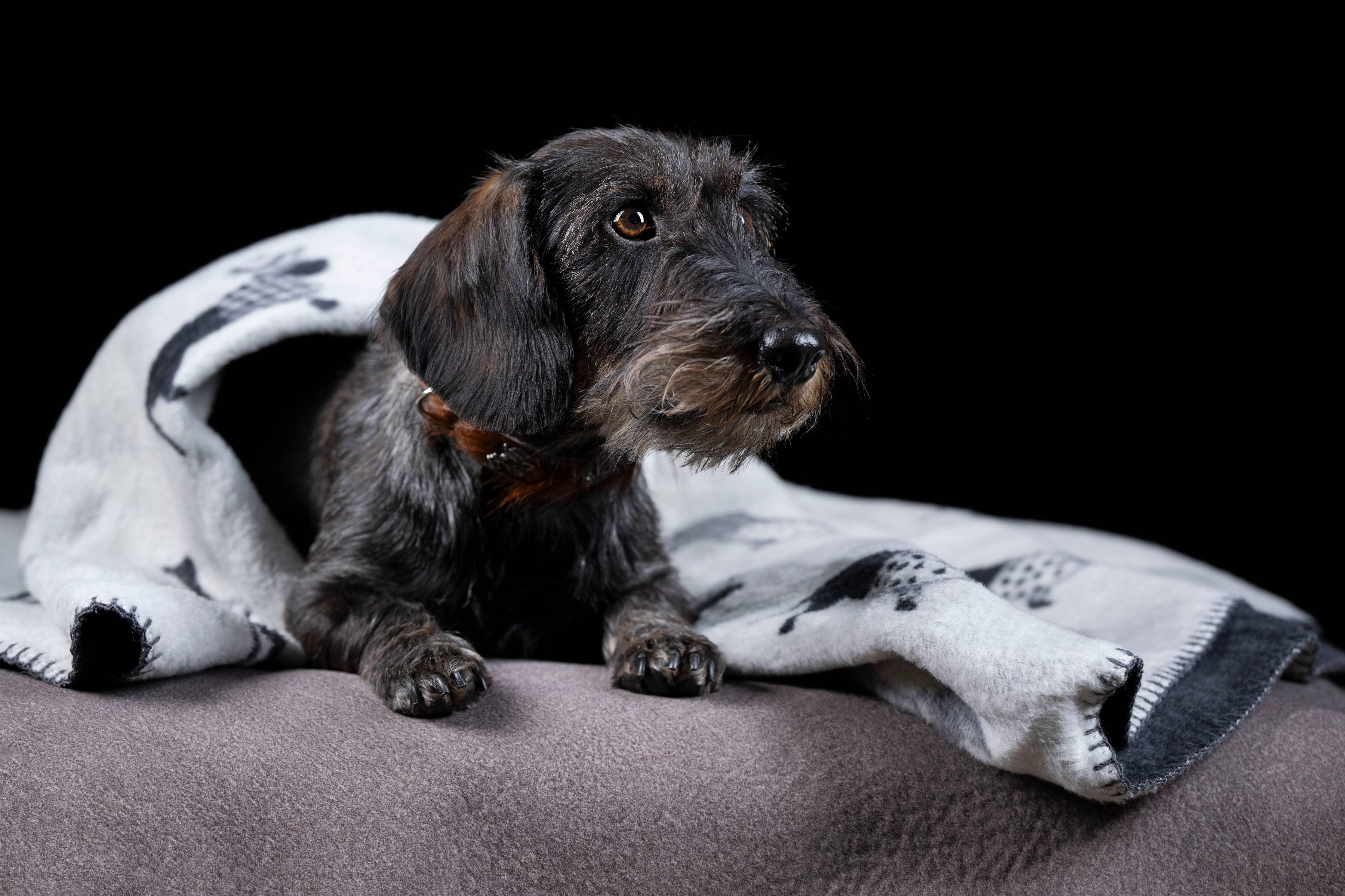 Dachshund Fleece Blanket