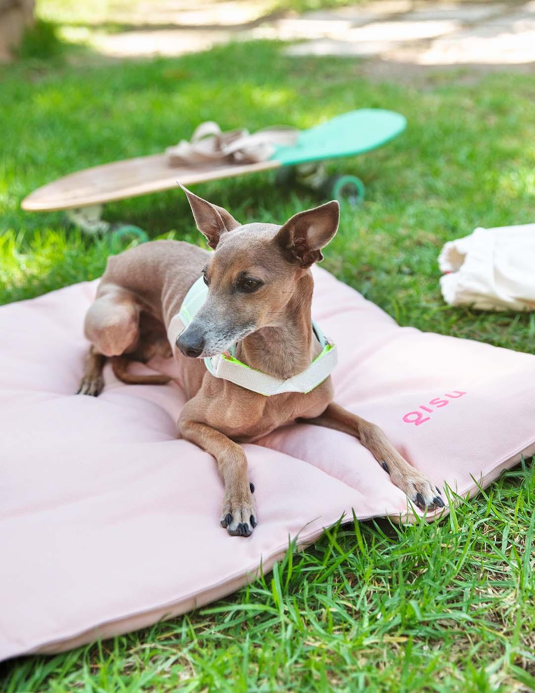 Nomadic dog bed