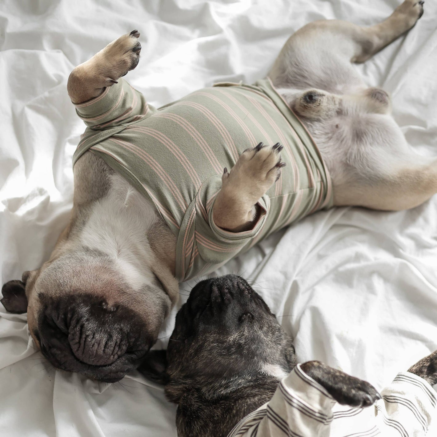 T-shirt a righe in cotone per cani