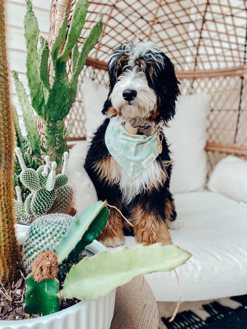 Bandana Cactus