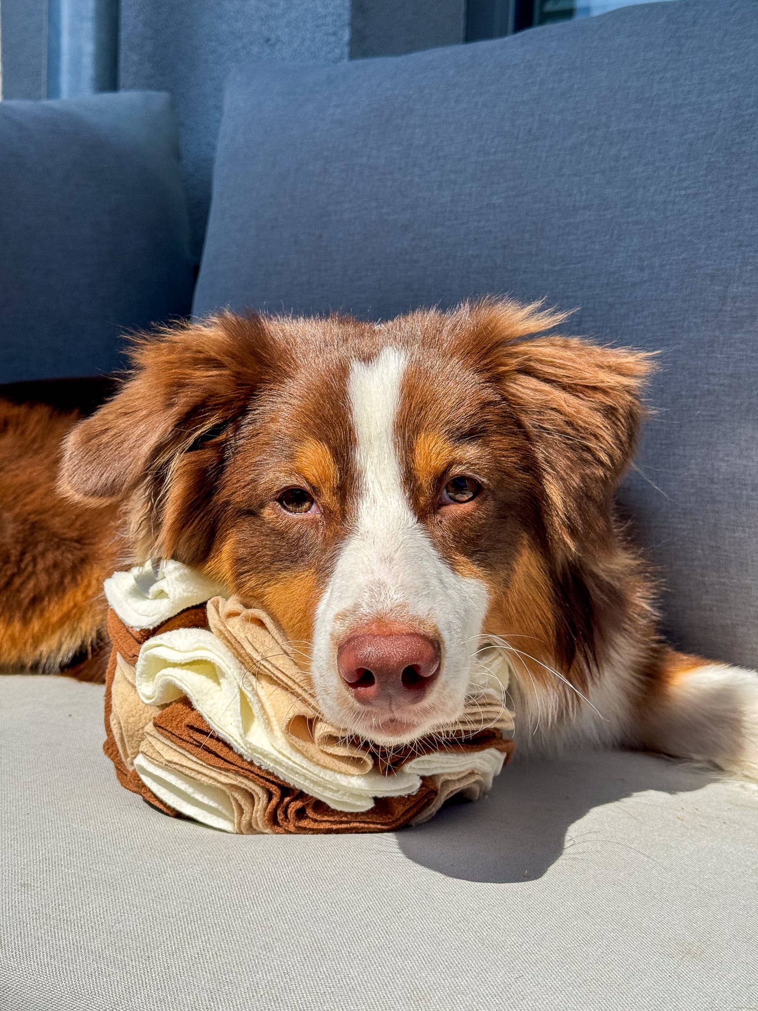 Balle de fouille pour chien
