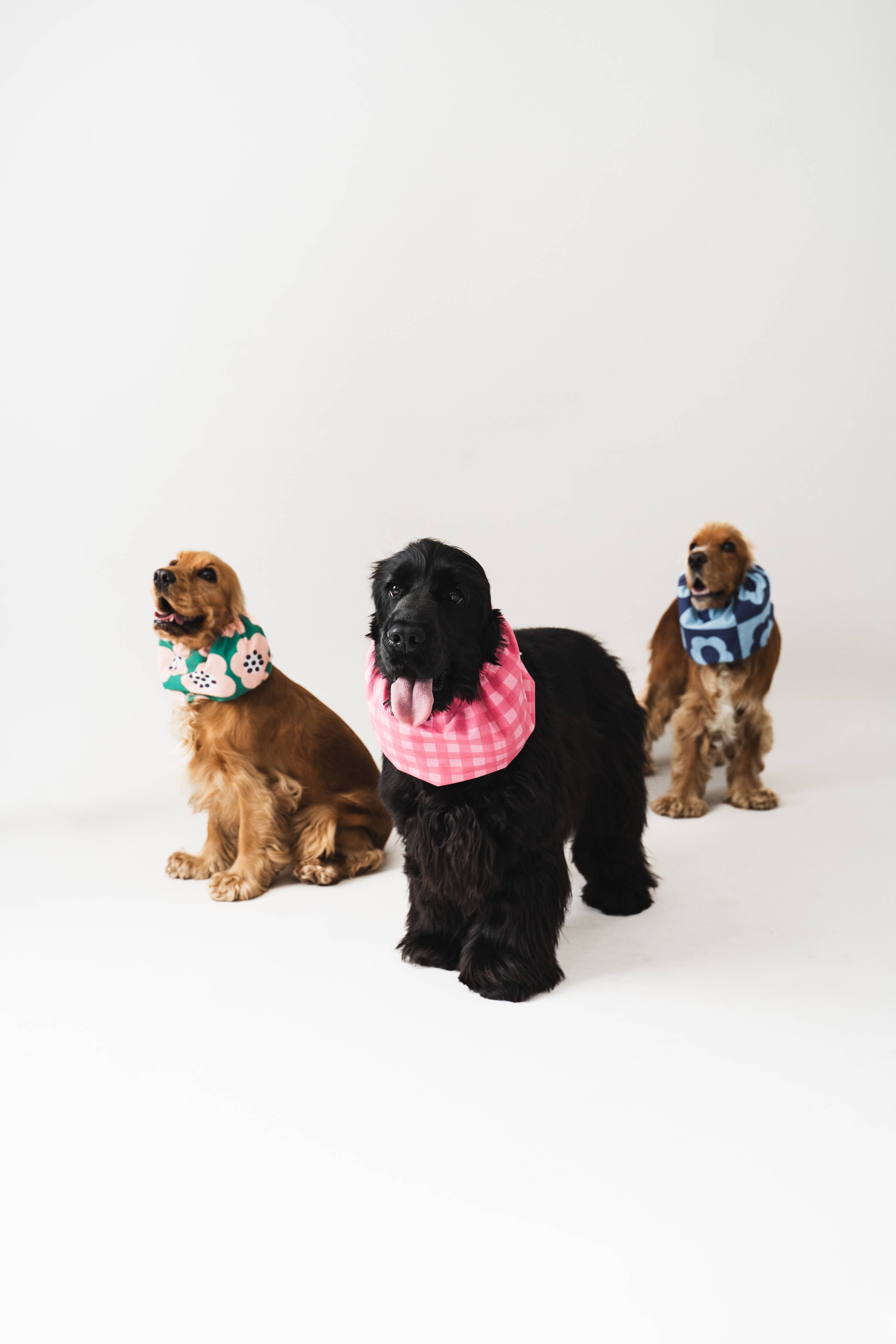 Snood for cocker spaniel Flower Field