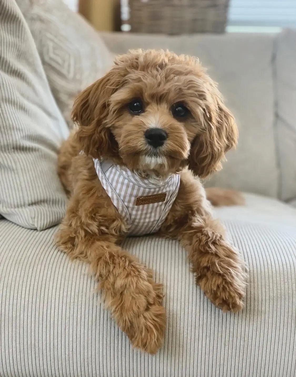 Harnais step-in Bailey