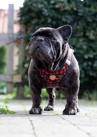 Autumn Leaves Harness