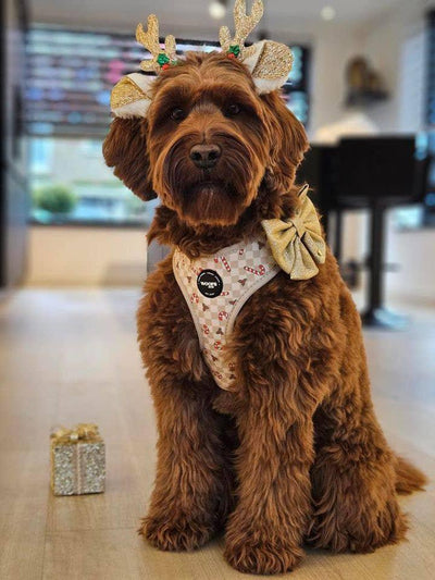Geschirr Jolly Woofs