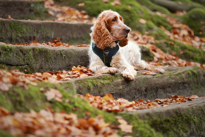Tartan Harness