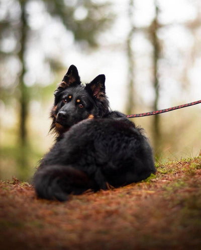 Autumn leaves adjustable leash