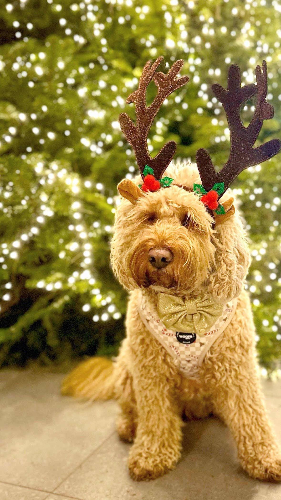 Σαμαράκι Jolly Woofs