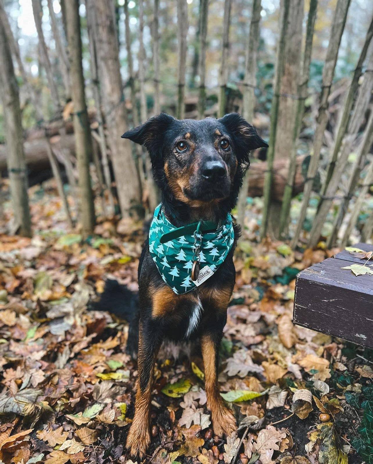 Bandana Fir Tree