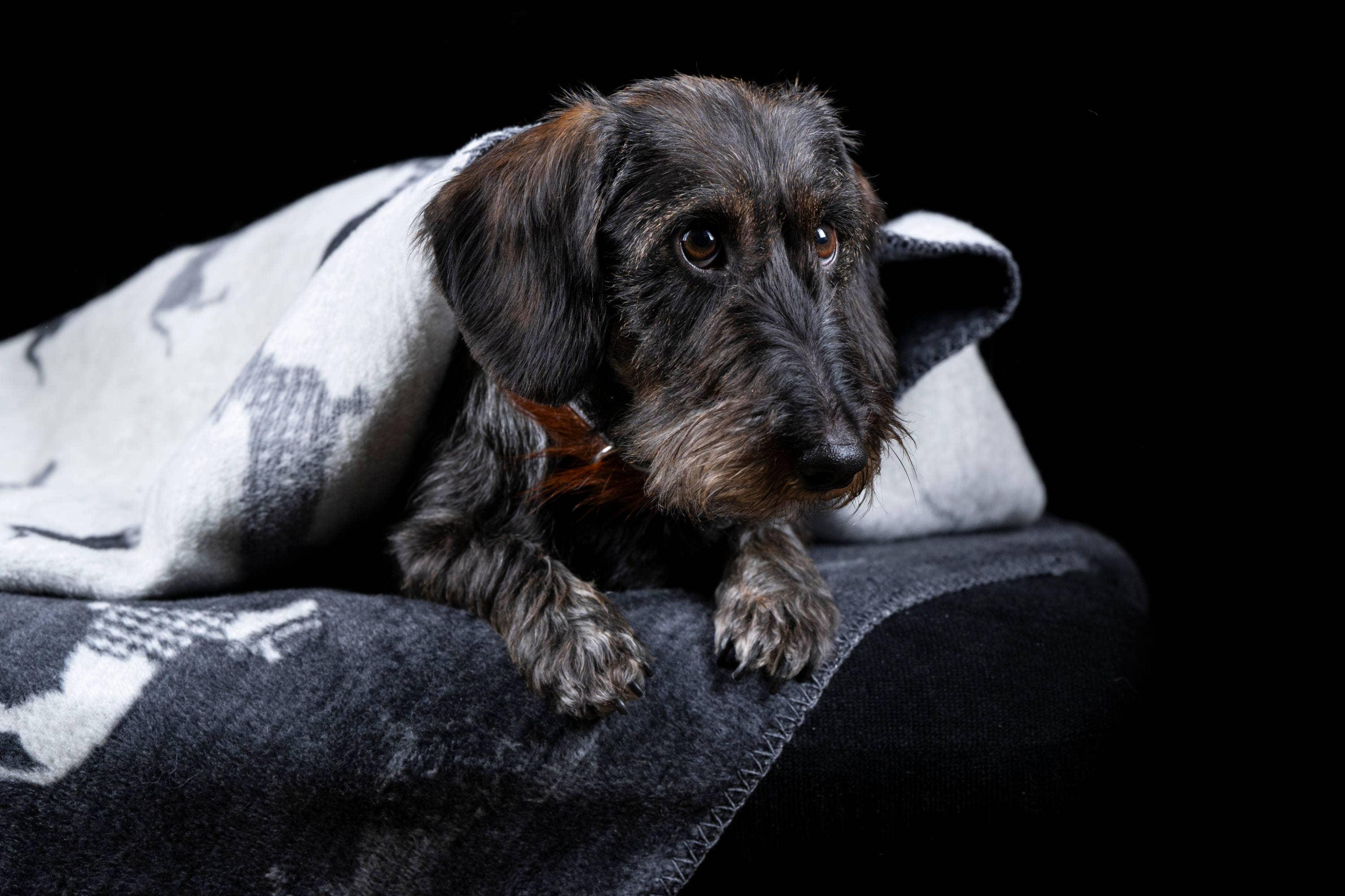 Dachshund Fleece Blanket