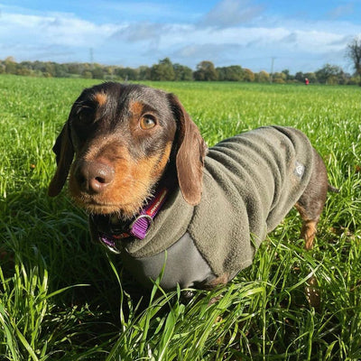 Pull en polaire pour teckel avec panneau imperméable
