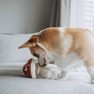 Peluche fungo