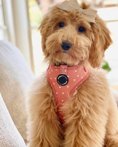 Love Is Leash