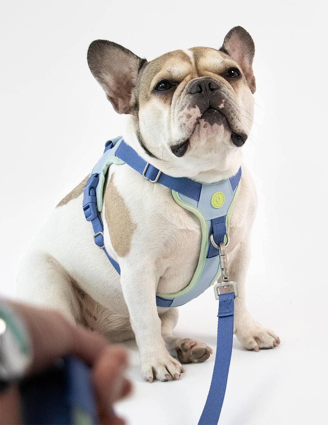 Hug Premium Leash