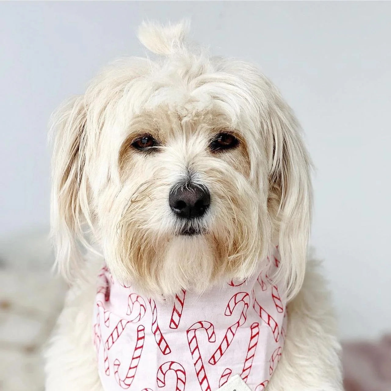 Bandana de Noël Elfie