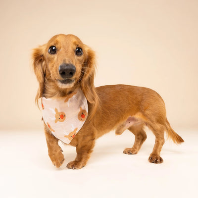 Weihnachtsbandana Rudolph