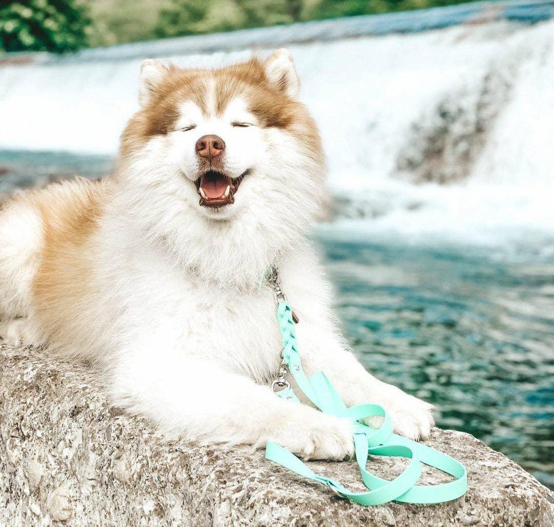 Deluxe Leash - Caribbean Green