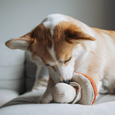 Peluche fungo