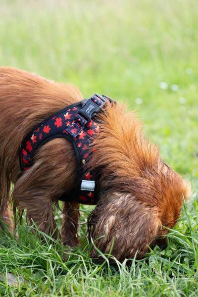 Autumn Leaves Harness