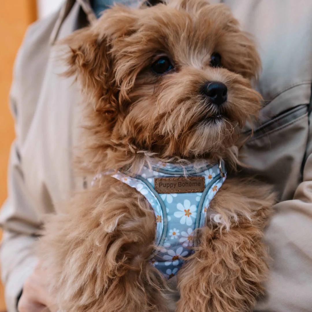 Blossom Step-in Harness