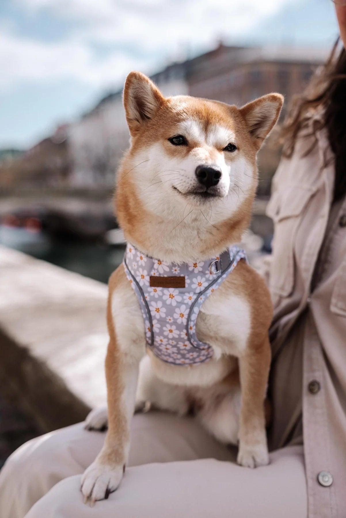 Blossom Step-in Harness