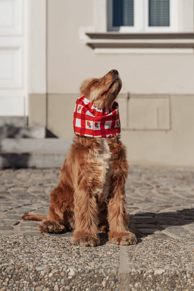 Snood per Cocker La Fraise