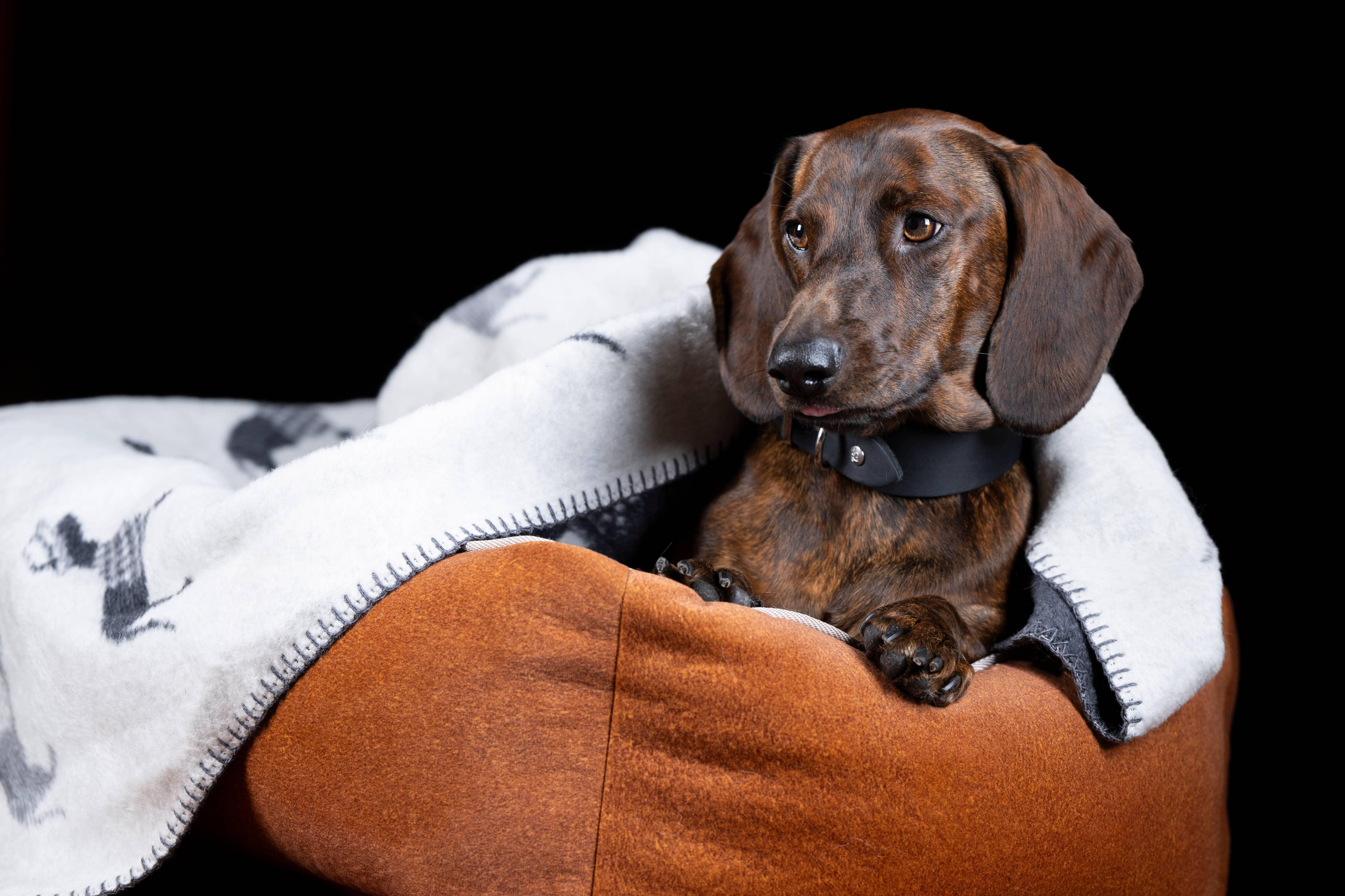 Dachshund Fleece Blanket