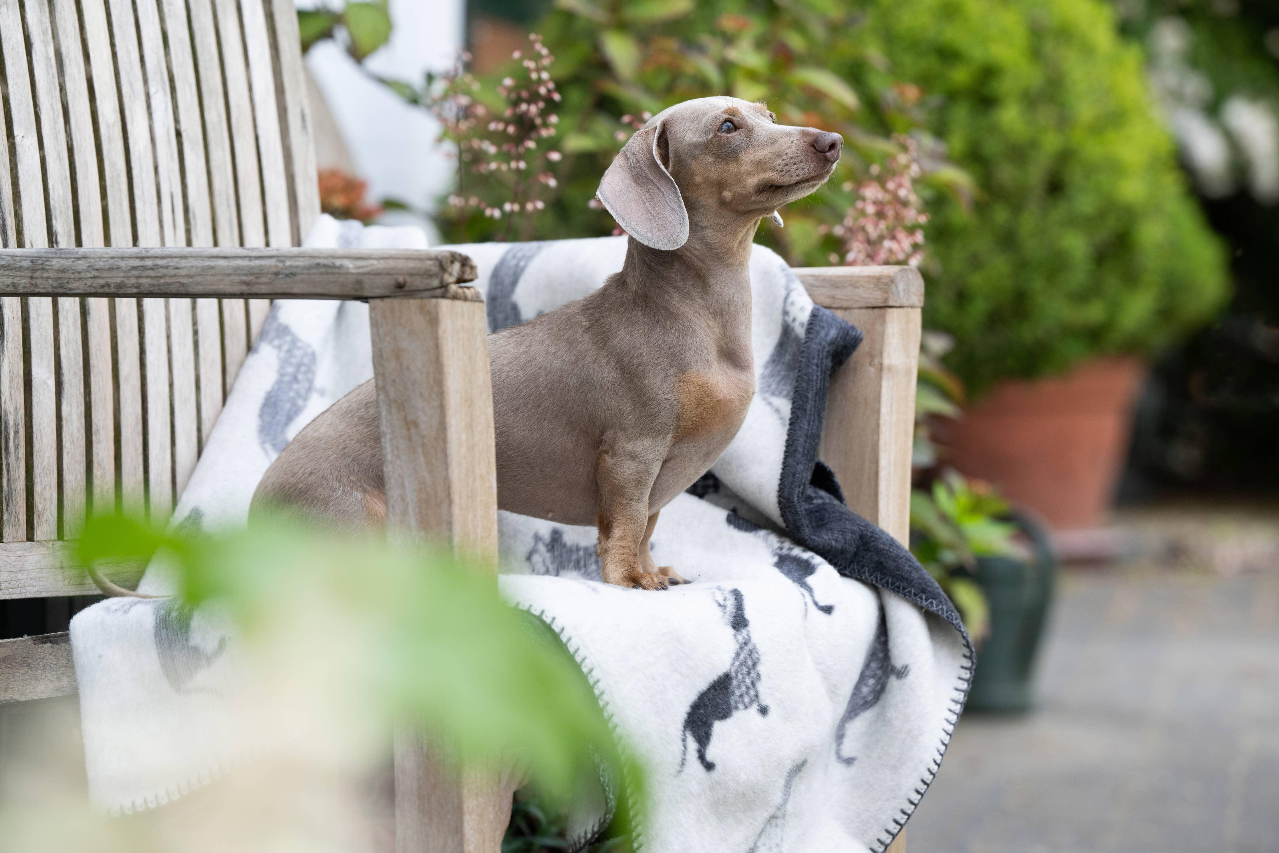 Dachshund Fleece Blanket