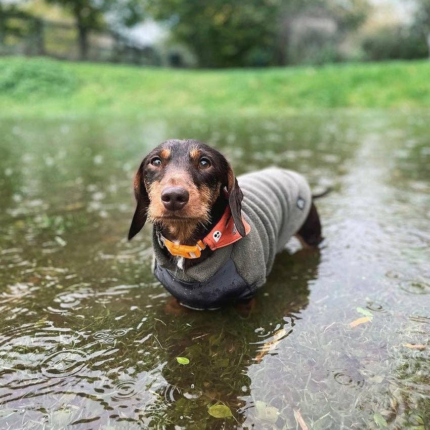 Maglione in pile per bassotto con pannello impermeabile