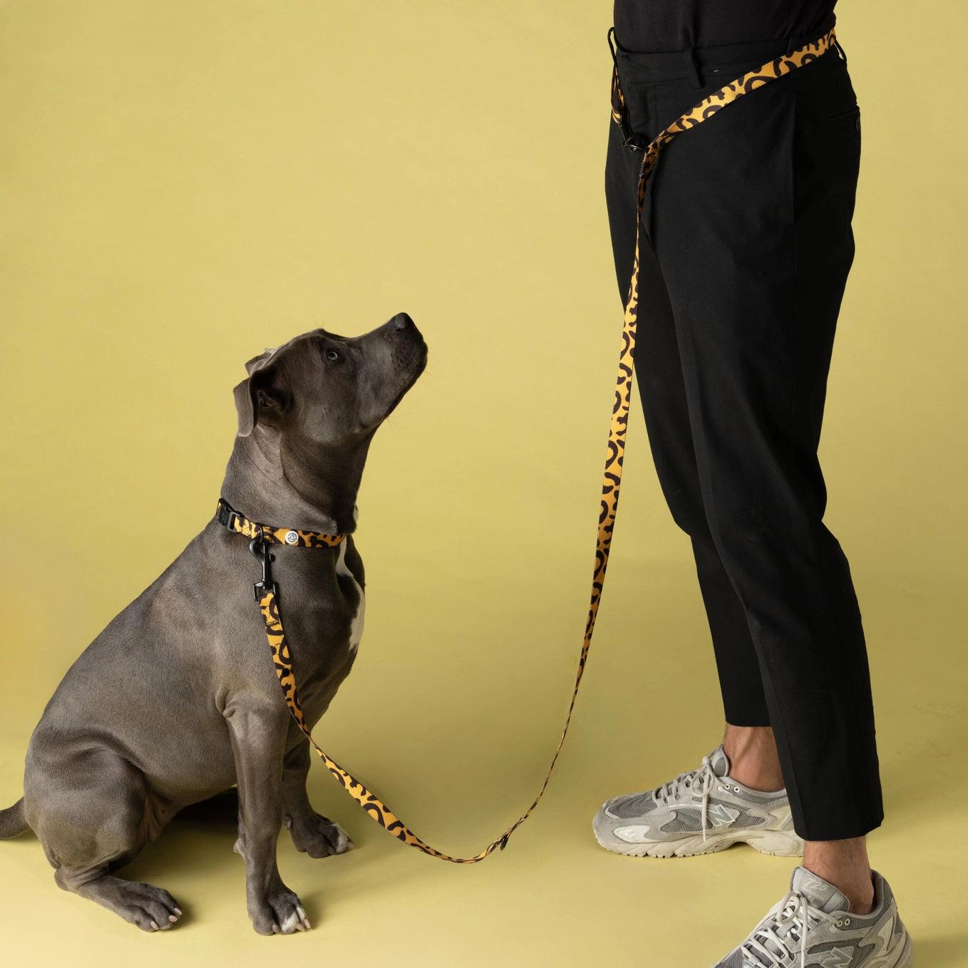 Halsband Funky Leo