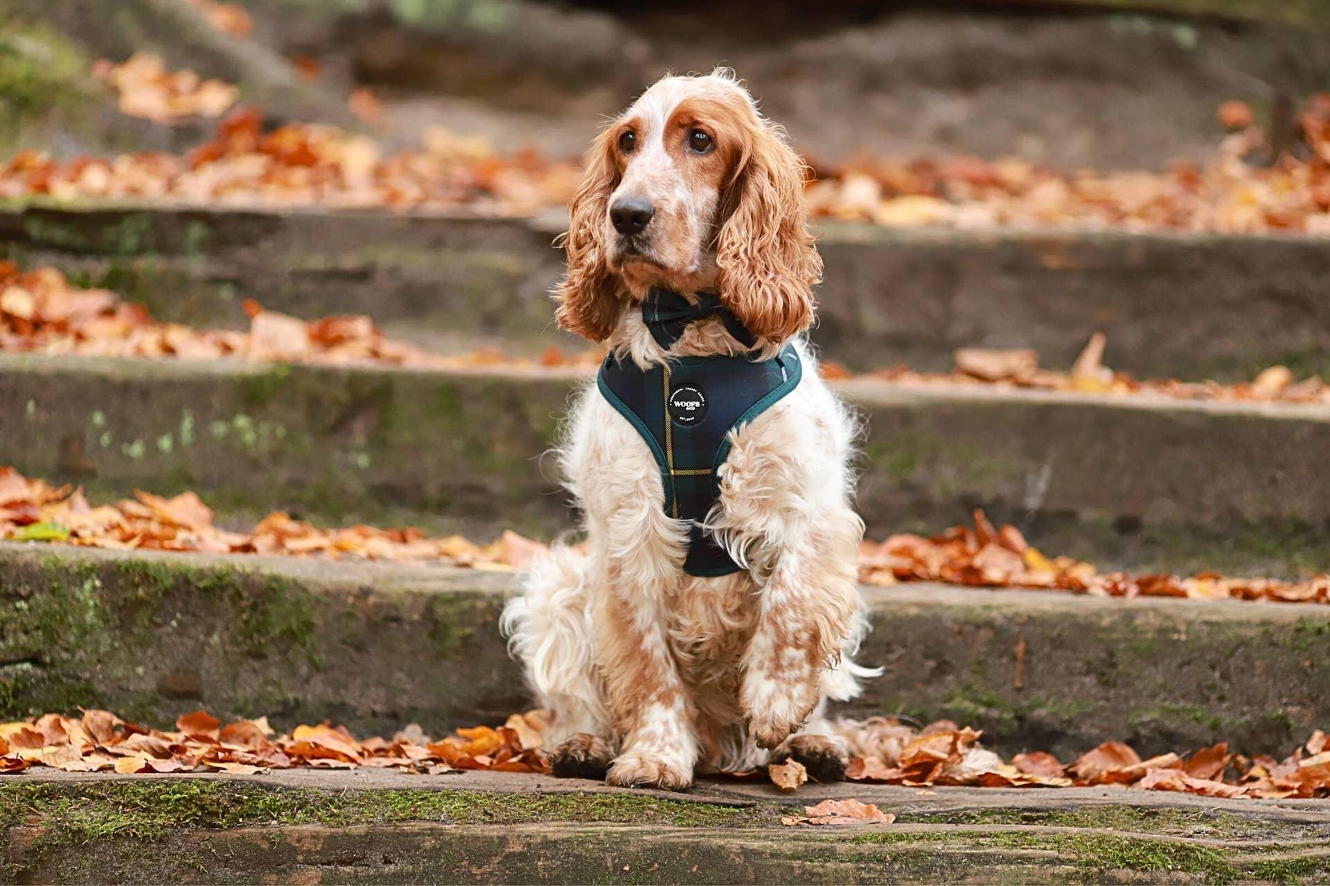 Festive Tartan Harness