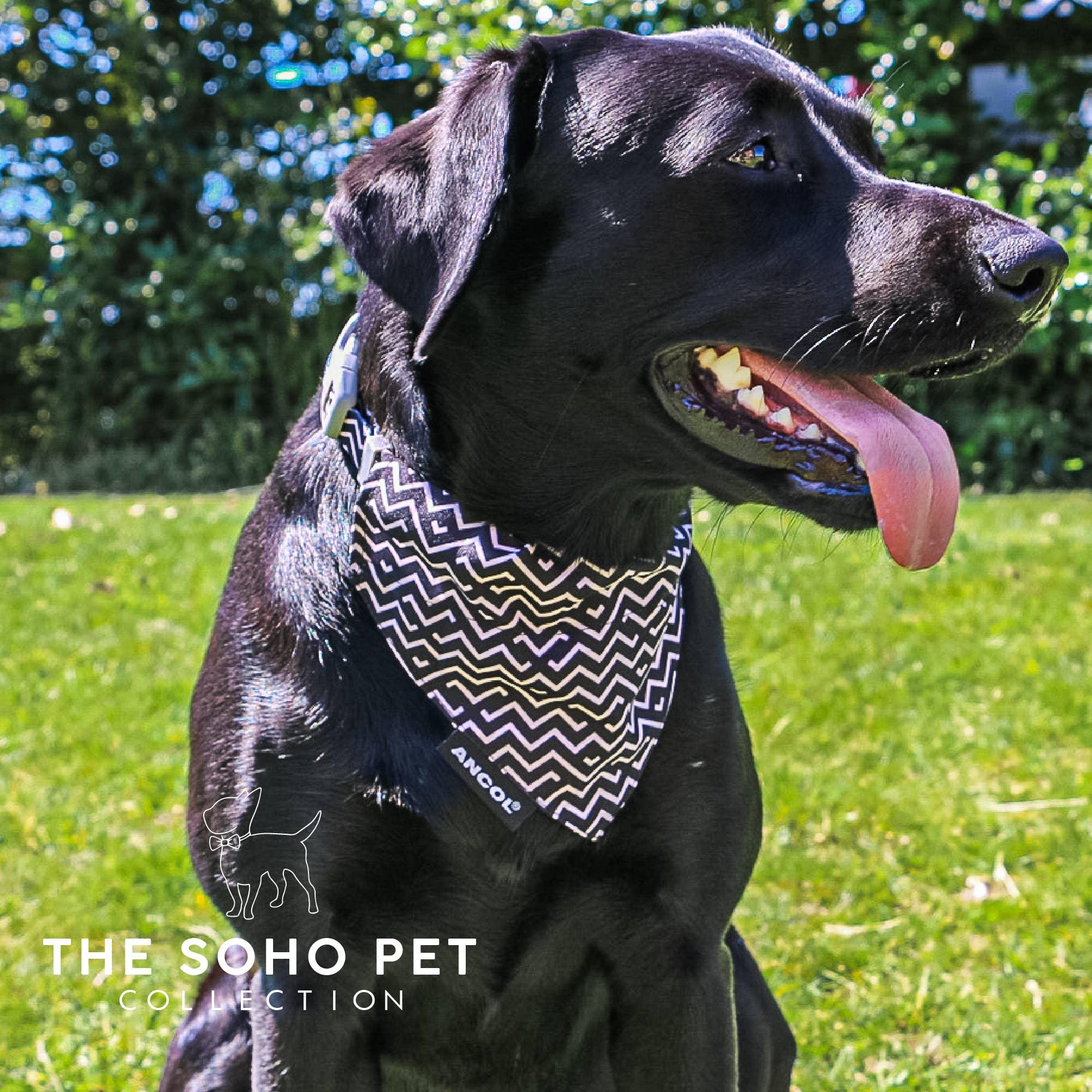 Bandanas Dalmatien/Zig Zag